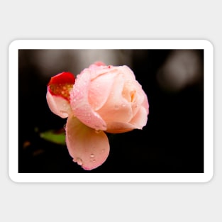 Water Droplets on a Pink Rose Sticker